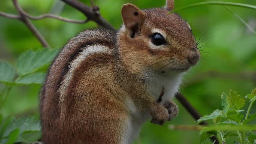 Close-up profile portrait of a cute eastern chipmunk with brown stripes and black eyes surrounded by soft green leaves