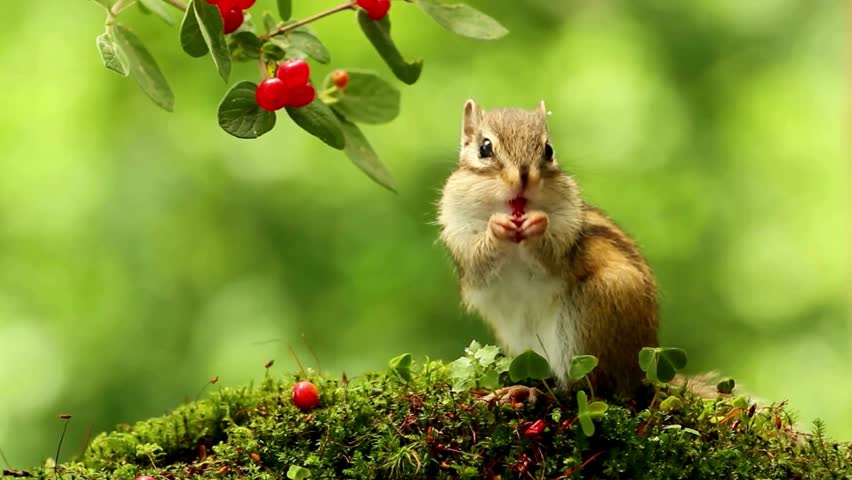 Close-up video of a small chipmunk foraging on a mossy branch underneath vibrant red wild berries in lush forest greenery