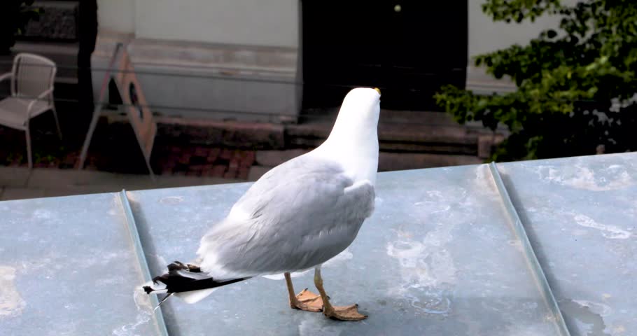 A screaming seagull on a roof in the city. Bird protection in the city