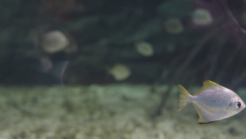 Silver Moony fish Monodactylus argenteus swimming in a saltwater aquarium. This diamond-shaped tropical fish features silver scales and yellow fin highlights against a blurred dark background.
