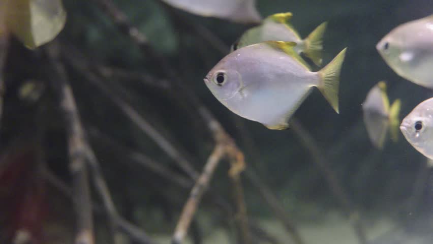 School of silver moony fish Monodactylus argenteus swimming among mangrove roots in dark water. Diamond shaped tropical fish with yellow fins in natural aquarium habitat. Underwater wildlife scene.