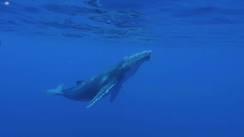 Underwater shot of a humpback whale swimming gracefully near the ocean surface in clear, vibrant blue deep sea water