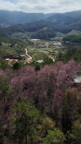 Beautiful aerial drone view of vibrant pink wild Himalayan cherry blossoms blooming among lush green pine trees in a tranquil valley landscape in Da Lat, Lam Dong province, Vietnam