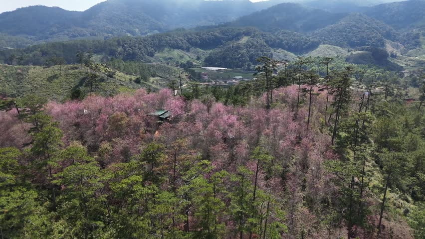Beautiful aerial drone view of vibrant pink wild Himalayan cherry blossoms blooming among lush green pine trees in a tranquil valley landscape in Da Lat, Lam Dong province, Vietnam