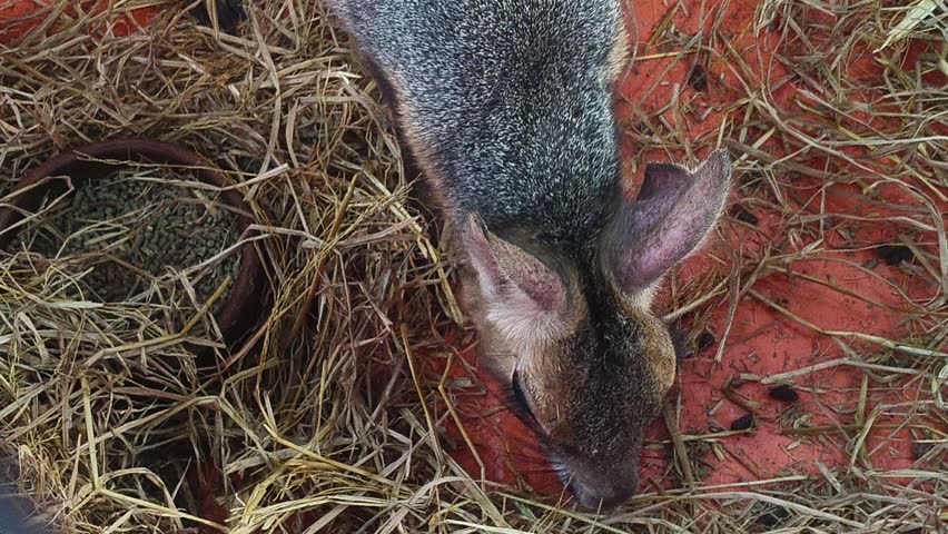A Patagonian mara (Dolichotis patagonum) inside a zoo enclosure with a bright orange floor scattered with straw. The animal, native to Argentina, has a grayish-brown coat, long ears, and is seen lowering its head toward the ground.The enclosure is bordered by metal bars, highlighting a captive environment. This rare rodent resembles both a rabbit and a small deer, making it a unique subject for wildlife and zoological photography.