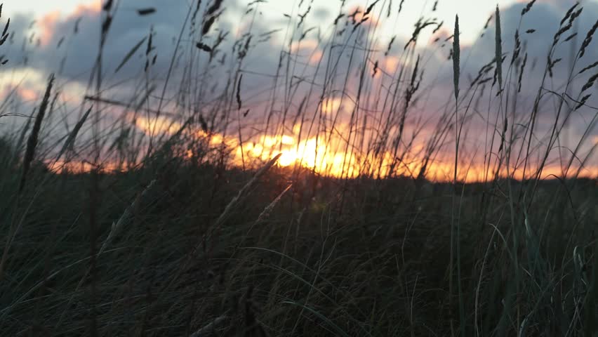 Hirtshals, Denmark The sun rises through the dune grasses.