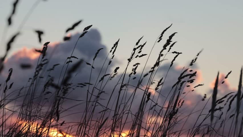 Hirtshals, Denmark The sun rises through the dune grasses.