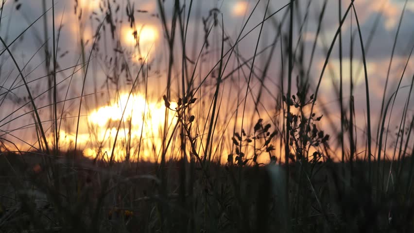 Hirtshals, Denmark The sun rises through the dune grasses.