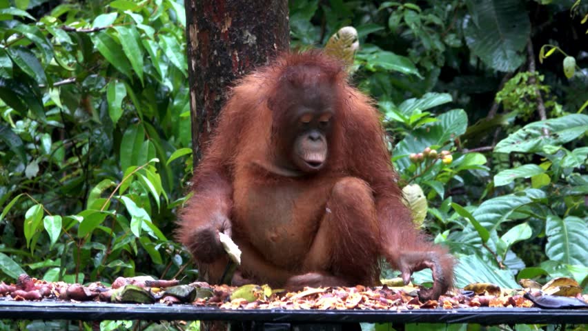 A young orangutan sitting in a lush rainforest setting, eating food with its hand raised to its mouth.