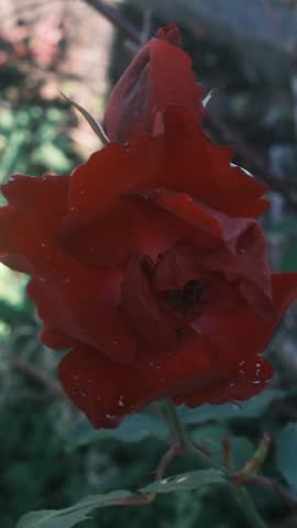 In the afternoon, deep red rose petals slowly unfold in a sunny garden as the soft green foliage moves gently in the warm light of this peaceful park.