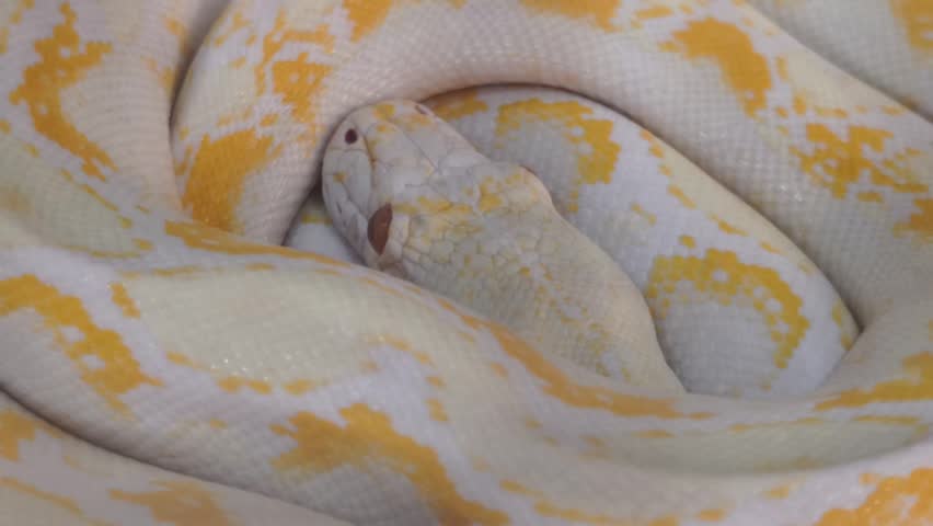 Coiled albino Burmese python with striking yellow and white patterned scales. The close‑up highlights its pale eyes and intricate texture, showcasing the beauty of this large exotic snake.