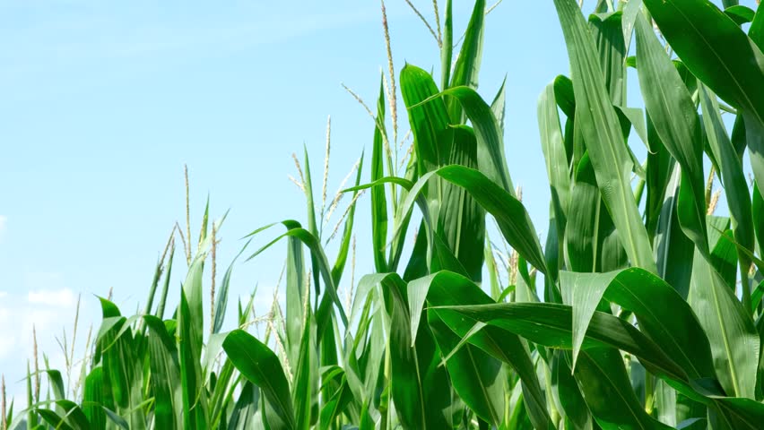 Tall green maize stalks with young corn cobs on an agricultural farm field