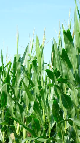 Tall green maize stalks with young corn cobs on an agricultural farm field.