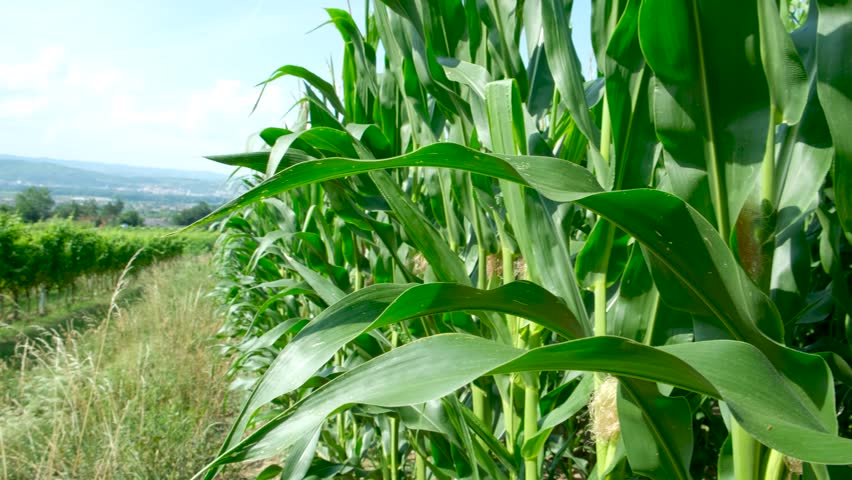 Tall green maize stalks with young corn cobs on an agricultural farm field