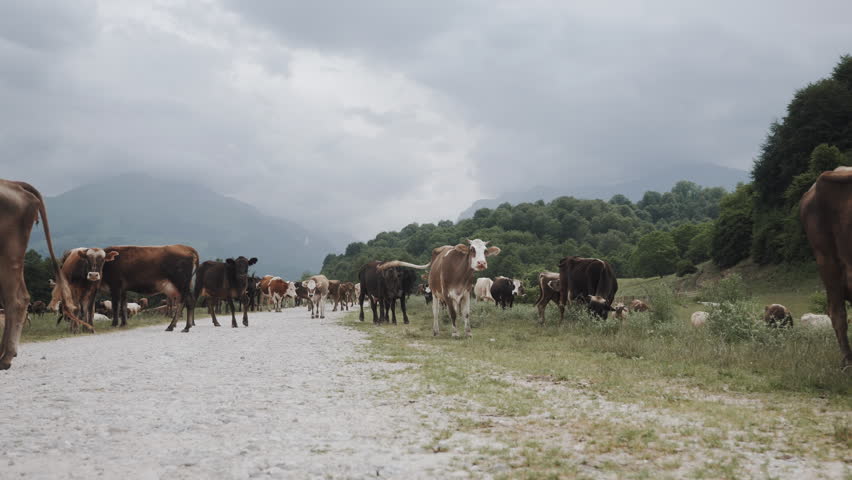 Cows and Cattle Walking on Countryside Mountain Road under Cloudy Sky