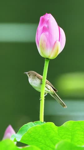 Close up of a small brown songbird perched on the green stem of a closed pink lotus flower bud against a blurred natural green background