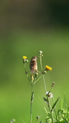 Close up of a small agile brown bird balancing its legs between two green stems with yellow flowers, opening its beak to catch a tiny flying insect against a blurred green background