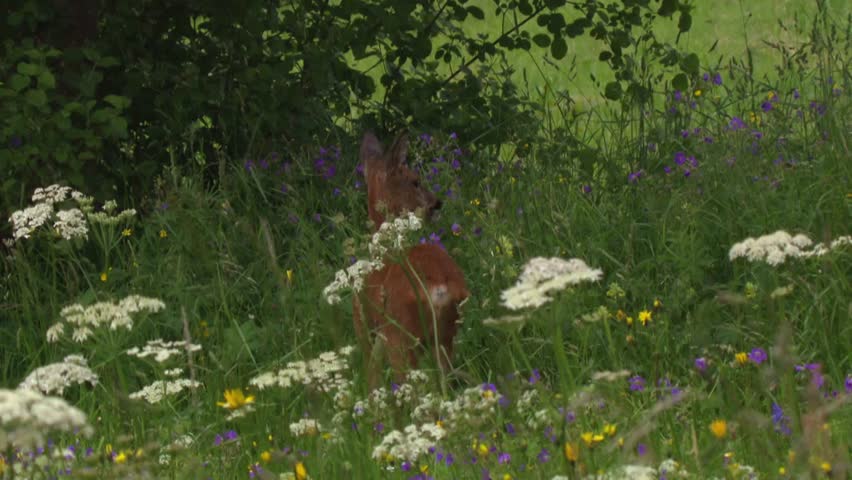 Beautiful footage of a roe deer standing in a blooming wildflower meadow during summer, showcasing peaceful wildlife in a colorful natural landscape. Captured in high-quality HD resolution.