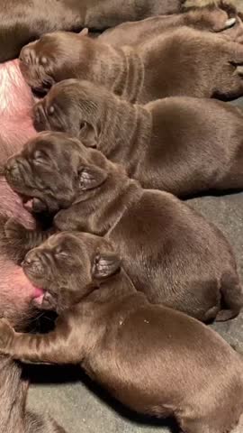 Adorable newborn chocolate Labrador retriever puppies nursing from their mother, showcasing the intimate and heartwarming bond of early puppyhood.