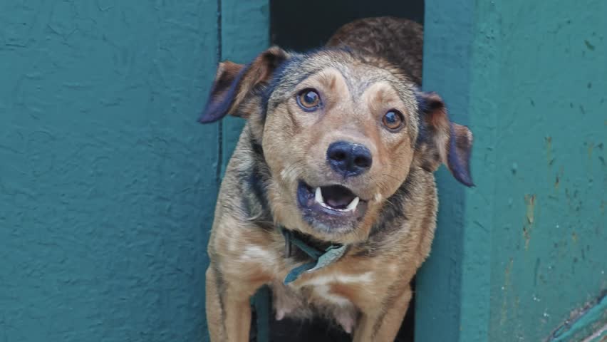 Angry dog barking while sitting in its kennel