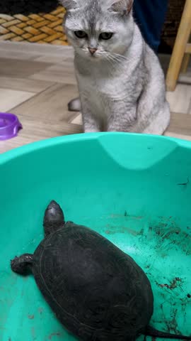 A curious grey cat sits on the floor watching a small turtle moving inside a green plastic basin indoors.