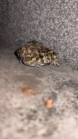 A green spotted European toad sits motionless on a textured grey concrete surface during the night.