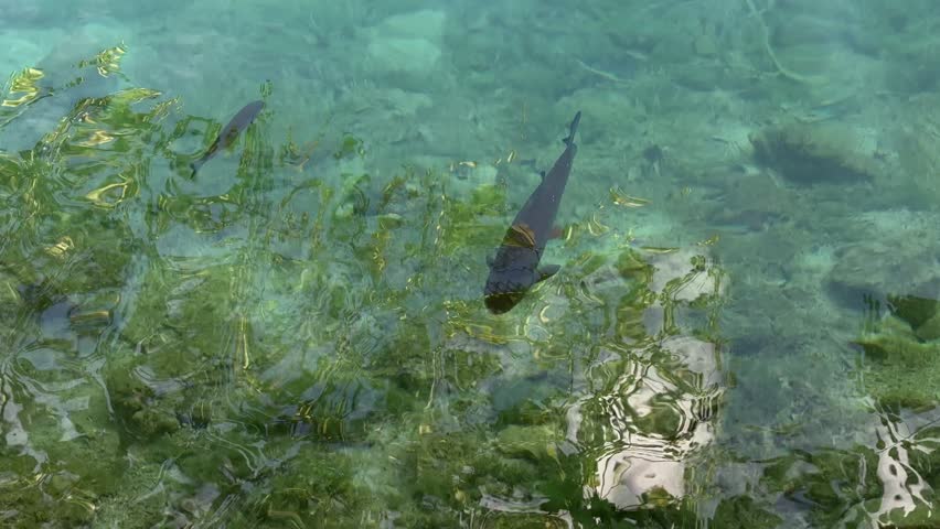 Plitvice Lakes National Park, Croatia. Fish swimming gracefully through clear water, showcasing vibrant reflections and underwater vegetation in a serene aquatic environment