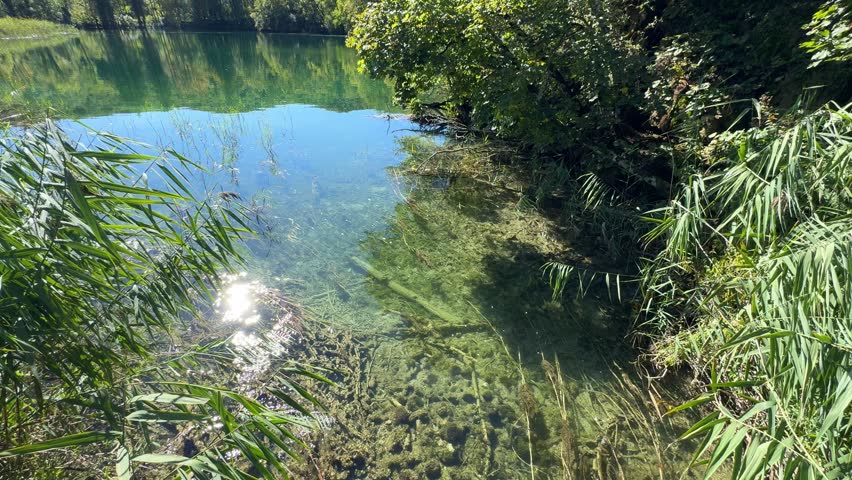 Plitvice Lakes National Park, Croatia. Serene lake view with lush green reeds reflecting in calm water, surrounded by forested hills under clear blue sky