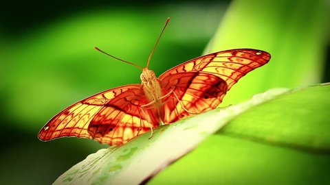 Cruiser Butterfly (Vindula dejone)