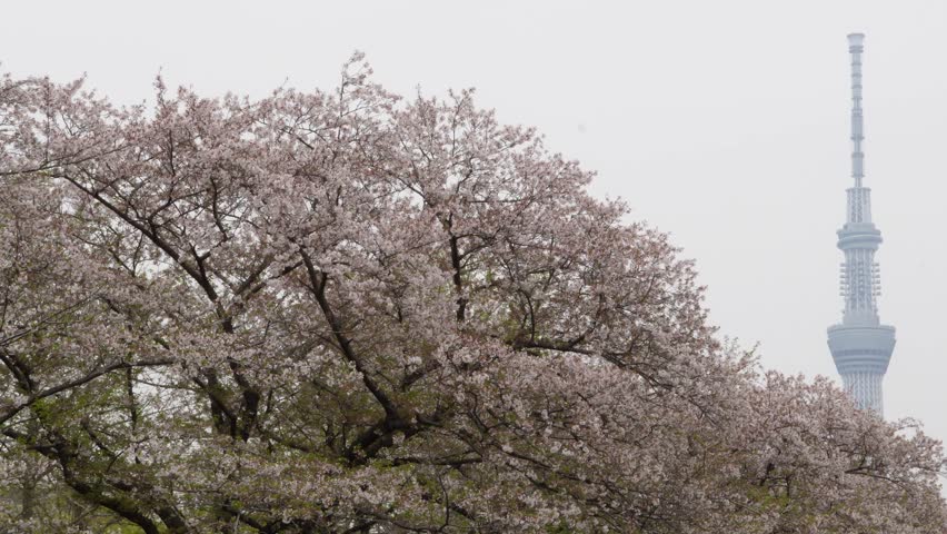Spring landscape of Tokyo Skytree and blooming cherry blossoms at Sarue Onshi Park in Tokyo, Japan
