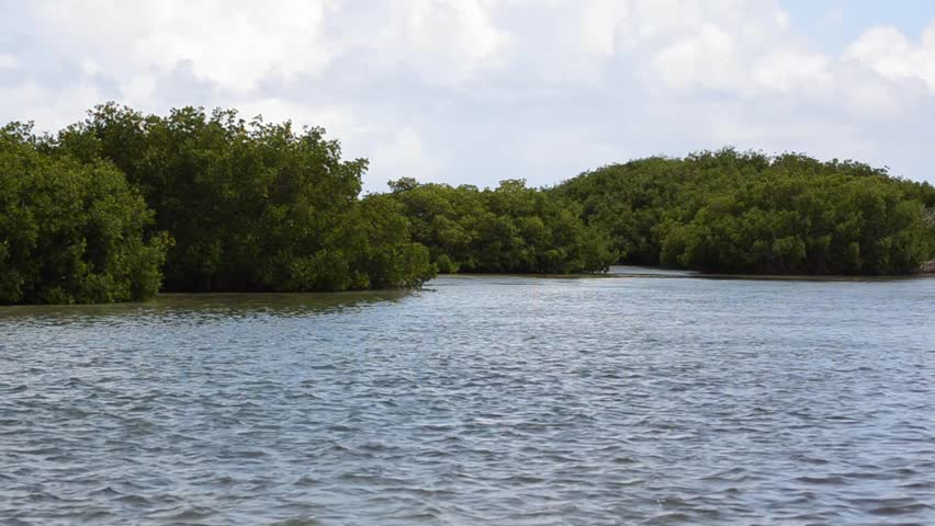 Mangrove Islands In South Florida