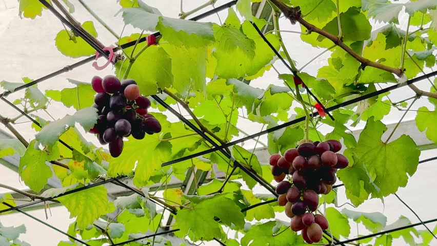 A beautiful view of the yummny reddish purple grapes of Cerny Crystal hanging on the vine.