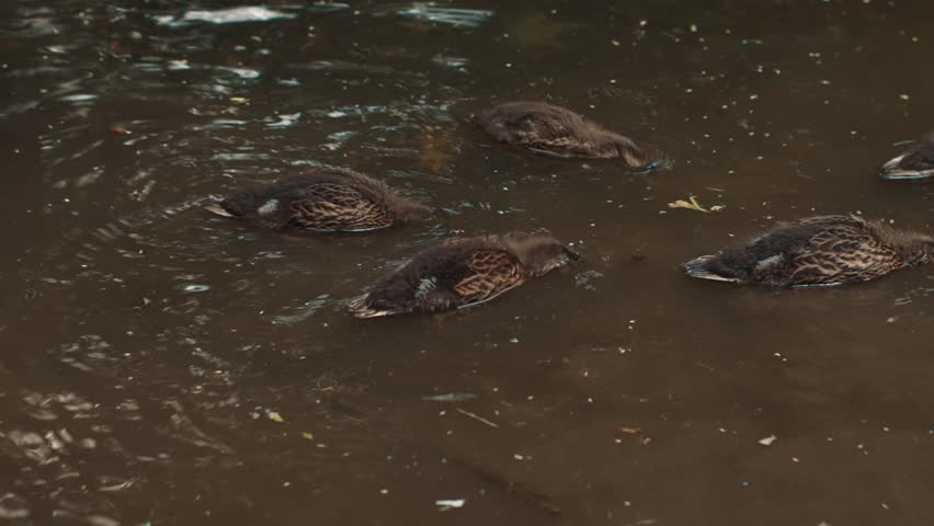 Young ducks forage in the calm pond water exploring the surface and creating a peaceful natural scene in a park