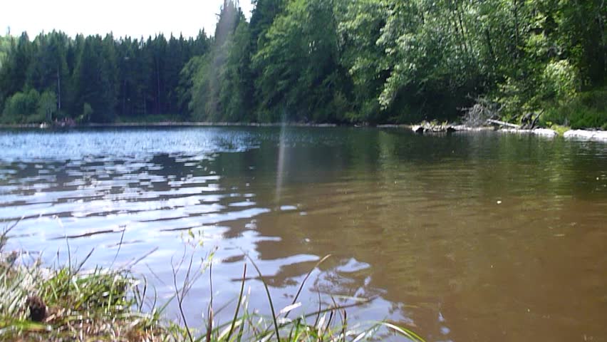Black lab learning how to swim in Oregon at lake.
