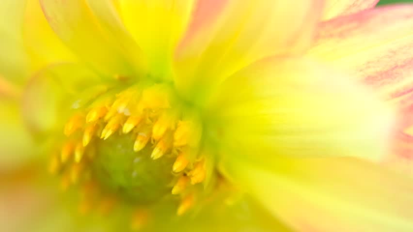 Soft-focused close-up of a dahlia flower. Petals glow with yellow and pink hues. Center reveals delicate stamens and green core. Gentle blur enhances dreamy, romantic atmosphere