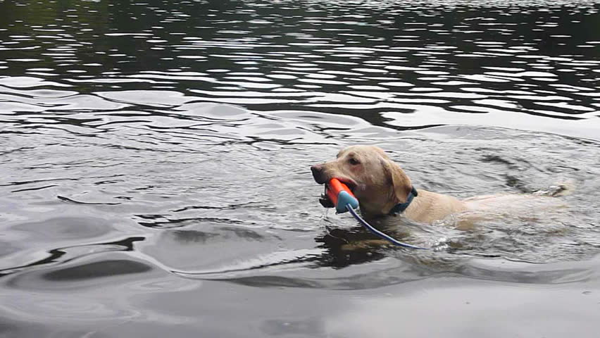 Golden retriever swimming and fetching dog toy in Oregon lake.