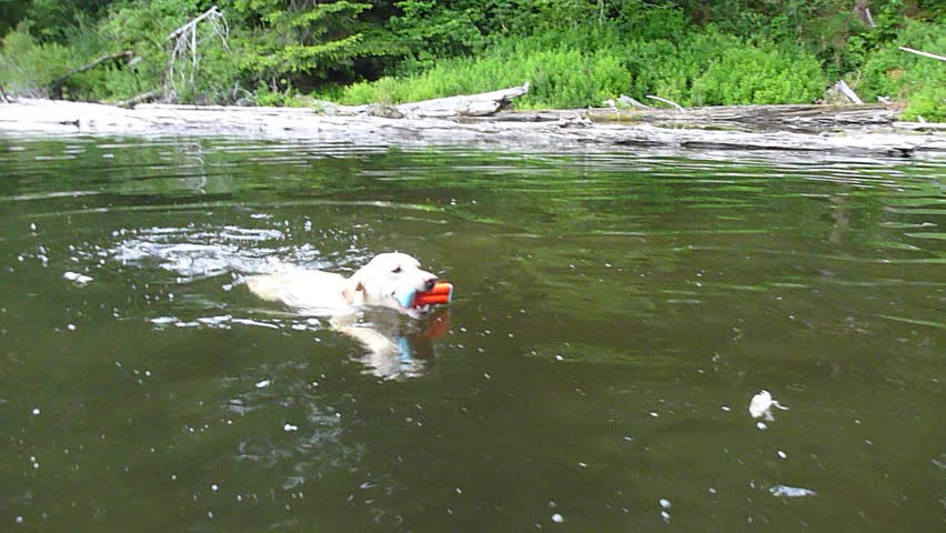 Golden retriever swimming and fetching dog toy in Oregon lake.