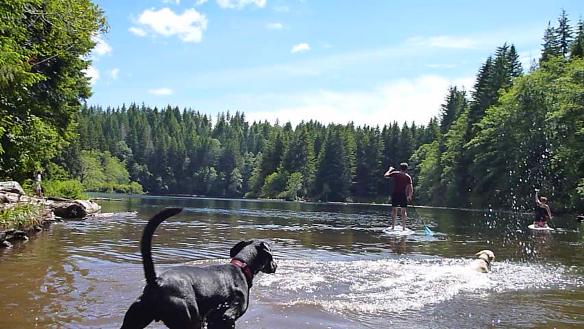 Man with his dogs enjoy summer day in Oregon at lake.