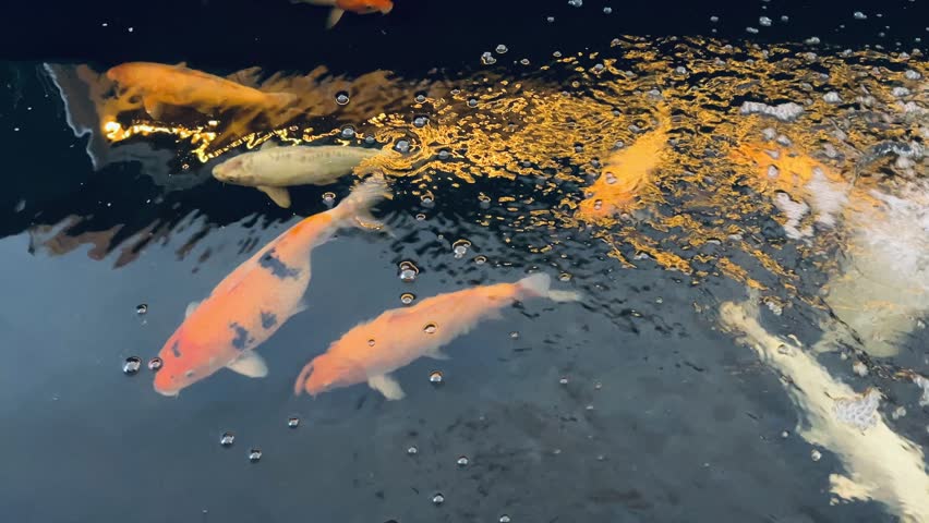 Goldfish in the pool water