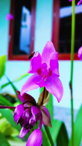 Macro video of a vibrant pink orchid flower blooming in a home garden. A small bee is seen landing and pollinating the delicate petals. The background features a soft blurred house with light blue walls and wooden window frames, creating a shallow depth of field. The footage captures natural wildlife interaction, pollination process, and the beauty of tropical flora in daylight. Perfect for nature, gardening, environment, and botany concepts.