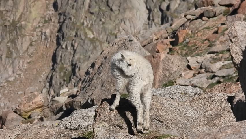 Mountain Goat (Oreamnos americanus) kid baby at Mount Blue Sky, Colorado