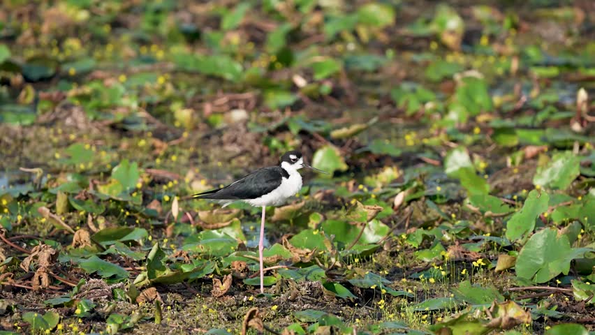 Black-necked Stilt standing in the wetlands (Himantopus mexicanus).