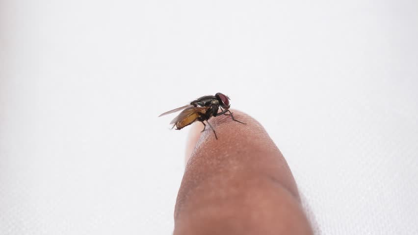 Close-up of a small fly sitting on a parson finger, a harmless pollinating insect.