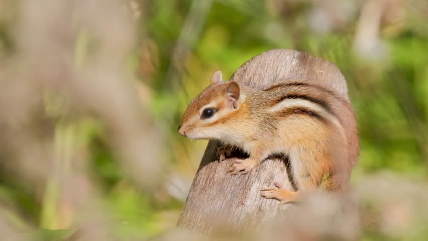 Chipmunk in Warm Sunshine on Top of Tree Log Wildlife Video