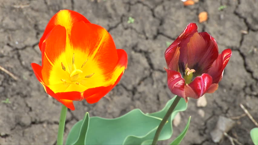 Beautiful red and yellow tulip