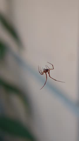 Macro video of a small brown spider hanging on a thin web thread