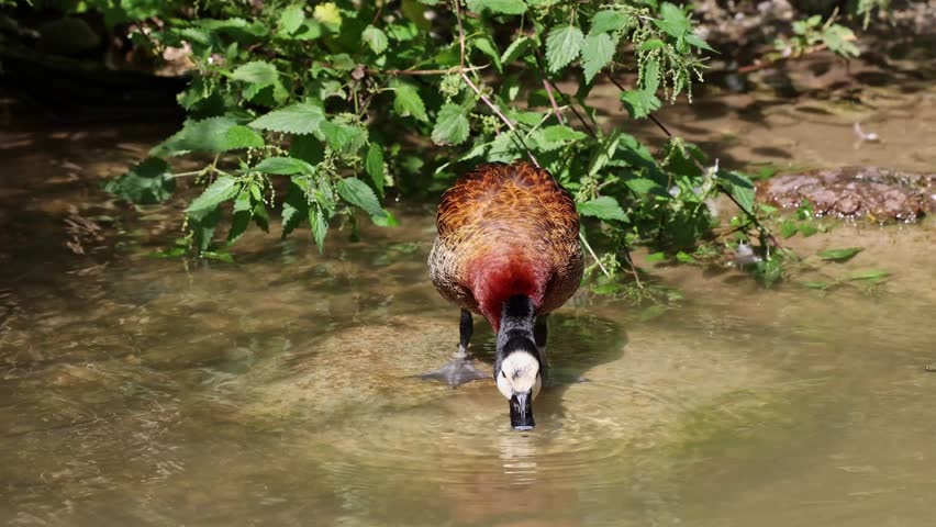 White-faced whistling duck, Dendrocygna viduata, noisy bird with a clear three-note whistling call at the lake. Nature landscape. Birds watching