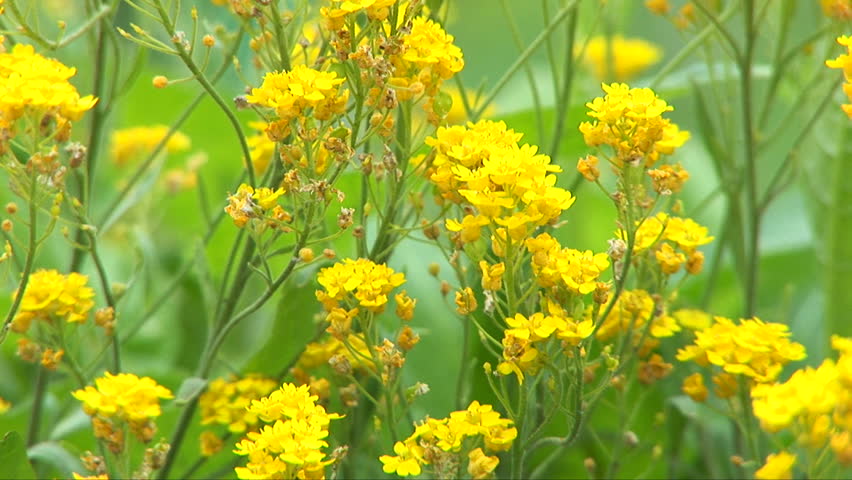 Beautiful yellow flowers in a field