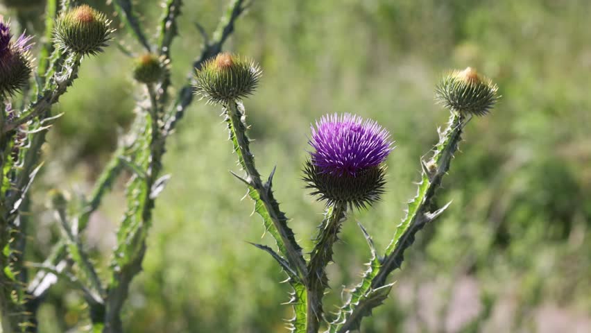 Beautiful thistles plant growing outdoors on sunny day, closeup