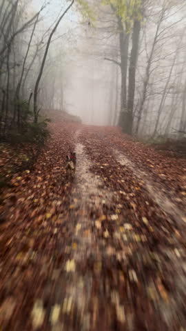 VERTICAL: Brown shepherd dog runs ahead on muddy forest road covered with fallen autumn leaves. Dense fog softens tall trees and winding trail, creating moody countryside scene in Dolenjska, Slovenia.